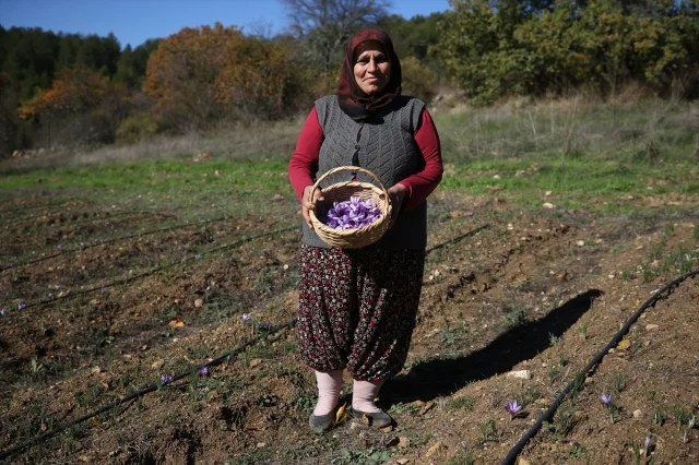 Safranbolu'da "Altın Bitki" Safranın Büyüleyici Hasadı Başladı