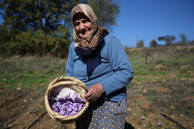 Safranbolu'da "Altın Bitki" Safranın Büyüleyici Hasadı Başladı