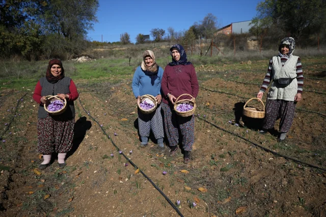 Safranbolu'da "Altın Bitki" Safranın Büyüleyici Hasadı Başladı
