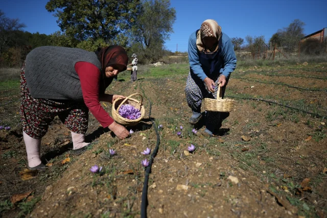 Safranbolu'da "Altın Bitki" Safranın Büyüleyici Hasadı Başladı