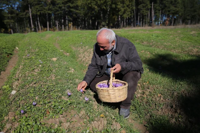 Safranbolu'da "Altın Bitki" Safranın Büyüleyici Hasadı Başladı