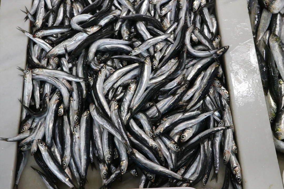 Karadeniz Hamsisinin Tekirdağ'da Yılın En Bol Sezonu