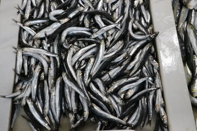 Karadeniz Hamsisinin Tekirdağ'da Yılın En Bol Sezonu