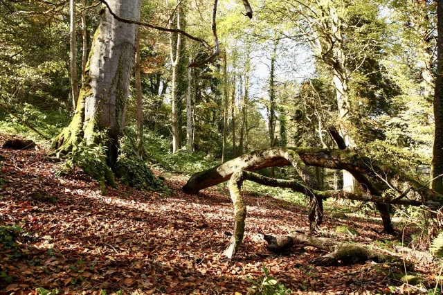Giresun'un Dereli ilçesinde sonbaharın büyüleyici renkleri