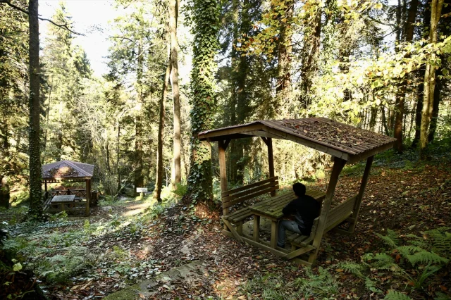 Giresun'un Dereli ilçesinde sonbaharın büyüleyici renkleri