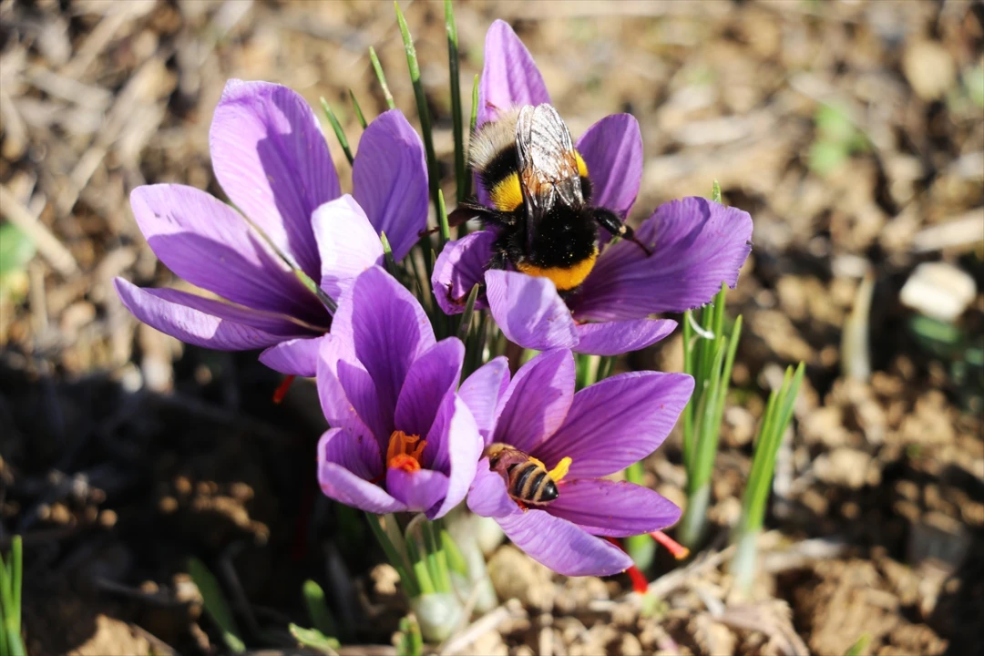 Safranbolu'da Safran İmecesiyle Gelenek Yaşatılıyor