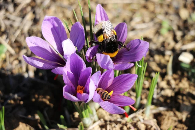 Safranbolu'da Safran İmecesiyle Gelenek Yaşatılıyor
