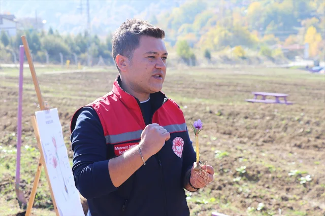 Safranbolu'da Safran İmecesiyle Gelenek Yaşatılıyor