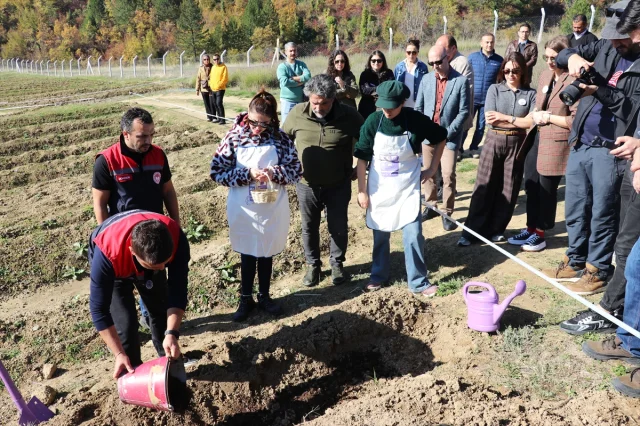 Safranbolu'da Safran İmecesiyle Gelenek Yaşatılıyor