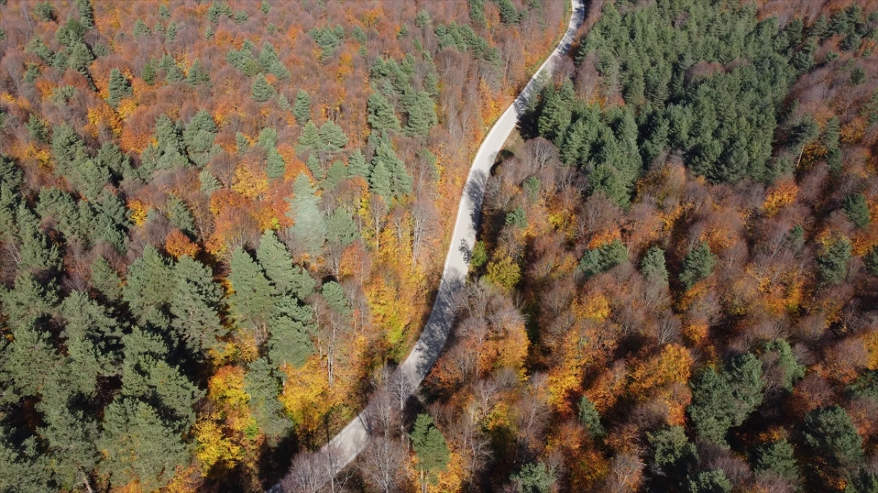 Sonbaharın Büyüleyici Renkleri Bilecik Ormanlarını Sardı