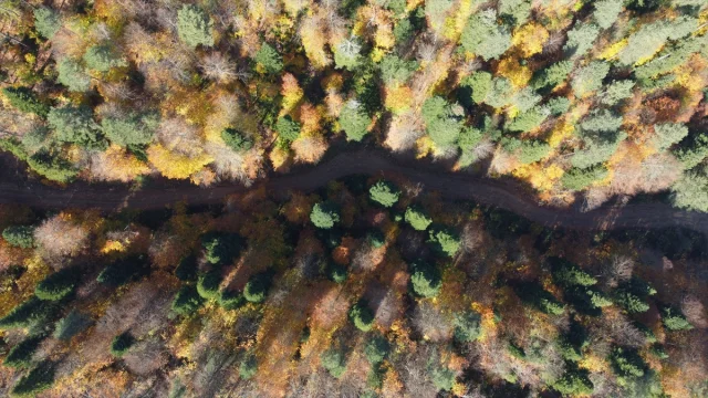 Sonbaharın Büyüleyici Renkleri Bilecik Ormanlarını Sardı