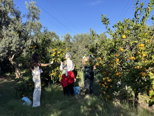 Mandalina Bahçesinde Üniversitelilerden Renkli Anlar