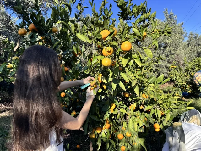 Mandalina Bahçesinde Üniversitelilerden Renkli Anlar