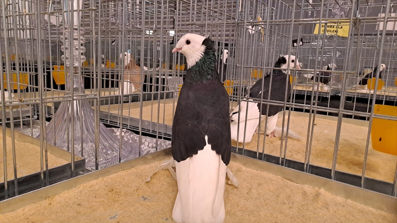 Sakarya'da Güvercin Festivali Renkli Anlara Sahne Oldu