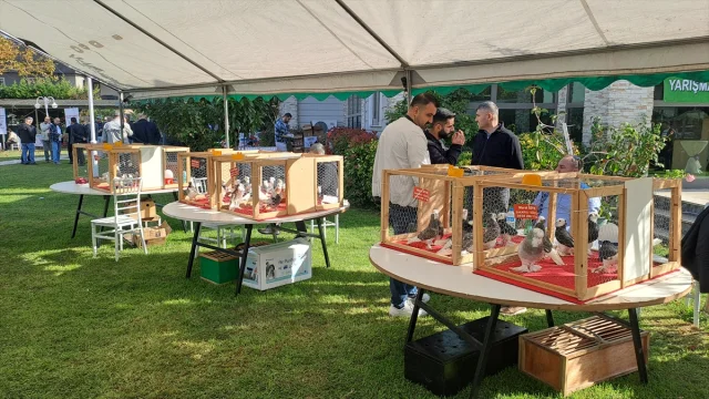Sakarya'da Güvercin Festivali Renkli Anlara Sahne Oldu