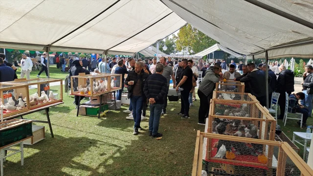Sakarya'da Güvercin Festivali Renkli Anlara Sahne Oldu