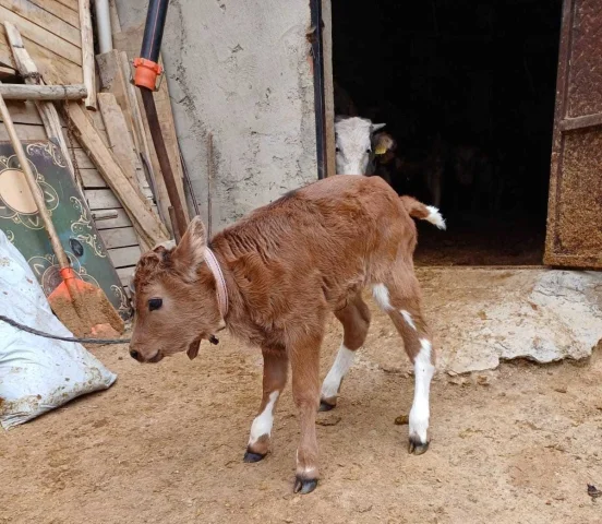 Türkiye'de Süt Alerjisine Karşı Genetik Mühendislik Mucizesi