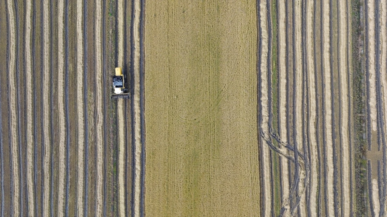 Samsun'da Çeltik Hasadında Bereketli Günler
