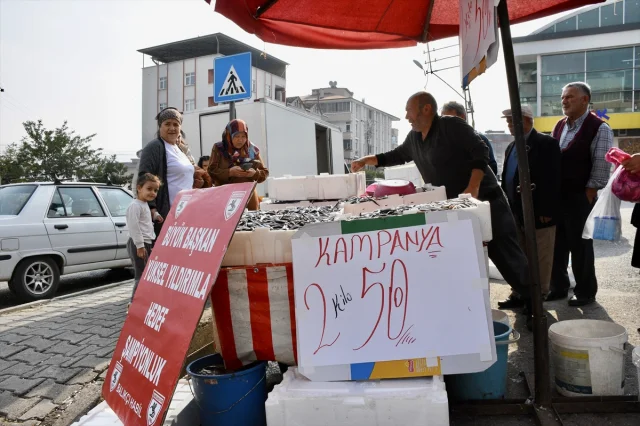 Samsunspor'un Başarısı Samsunlu Balıkçıda Hamsi Şölenine Dön...