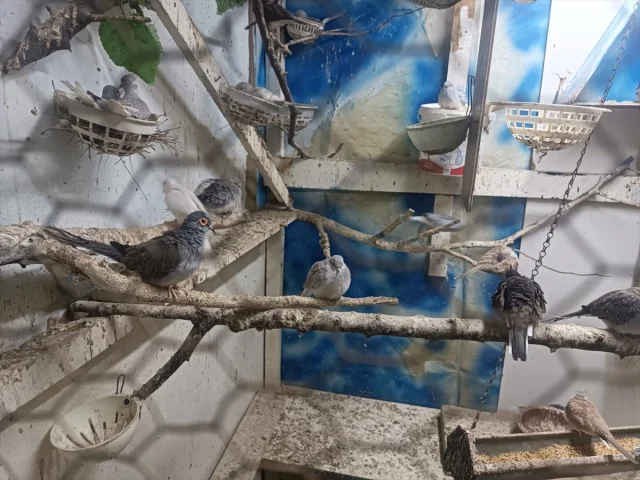 Tekirdağ'da Egzotik Kuş Kaçakçılığı Operasyonu