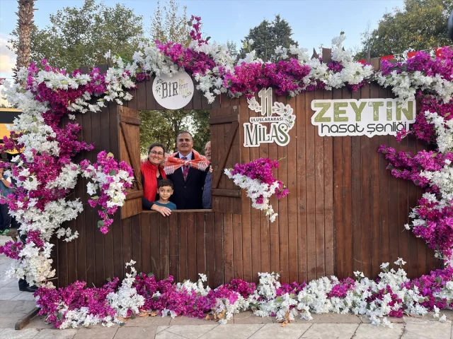 Milas'ta Zeytin Hasat Şenliği Coşkusu