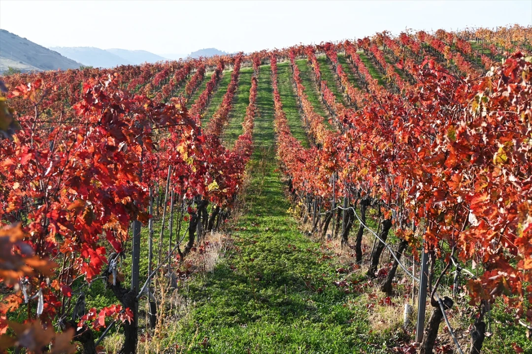 Manisa'da Gizemli Güz: Yanık Ülke'nin Sonbahar Büyüsü