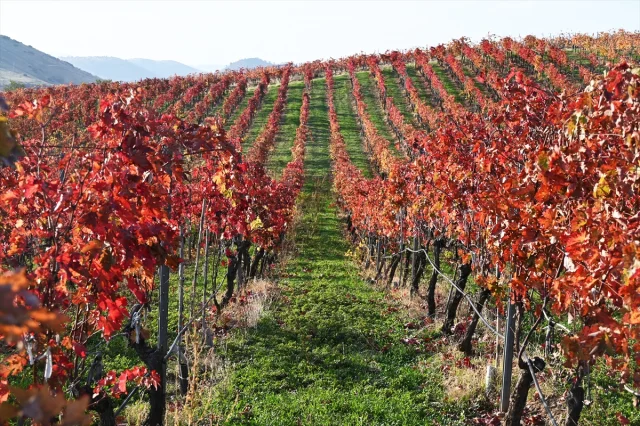 Manisa'da Gizemli Güz: Yanık Ülke'nin Sonbahar Büyüsü