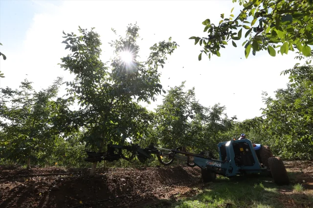 Kırklareli'nde Ceviz Üretiminde Dönüşüm: Elektriği Güneşten Karşılıyorlar
