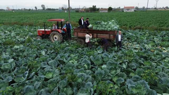 Bafra Ovası'nda beyaz lahana bereketi dikkat çekiyor