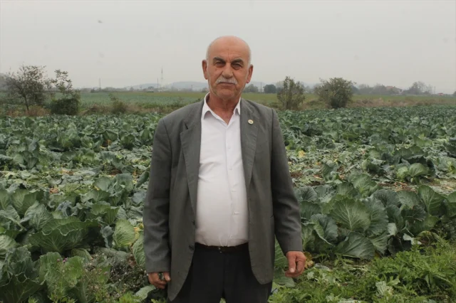 Bafra Ovası'nda beyaz lahana bereketi dikkat çekiyor