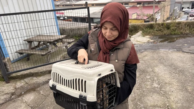 Bacağına yorgun mermi isabet eden kedi mucizevi şekilde iyileşti