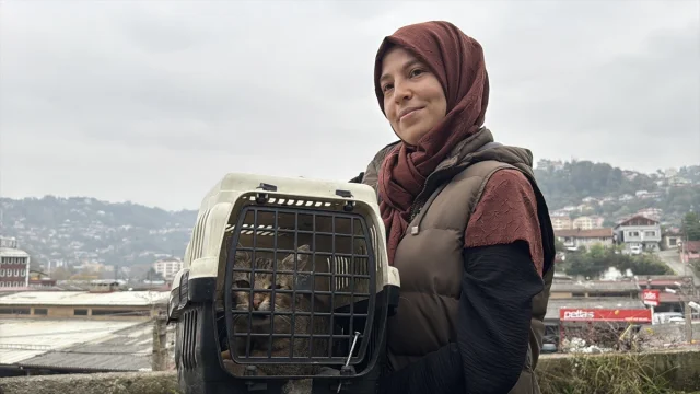 Bacağına yorgun mermi isabet eden kedi mucizevi şekilde iyileşti