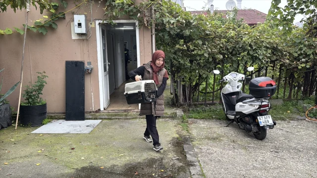 Bacağına yorgun mermi isabet eden kedi mucizevi şekilde iyileşti