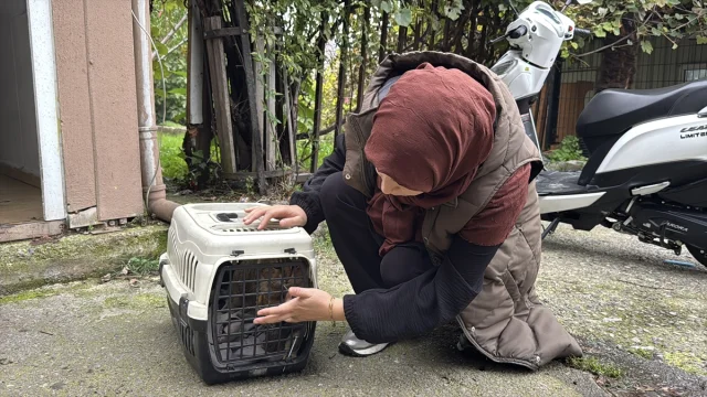 Bacağına yorgun mermi isabet eden kedi mucizevi şekilde iyileşti