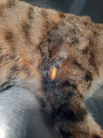 Bacağına yorgun mermi isabet eden kedi mucizevi şekilde iyileşti