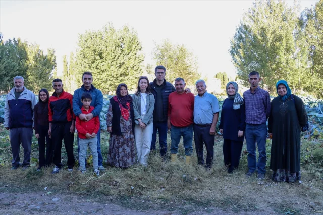 Ata tohumlu Erciş lahanasıyla rekor hasat dönemi