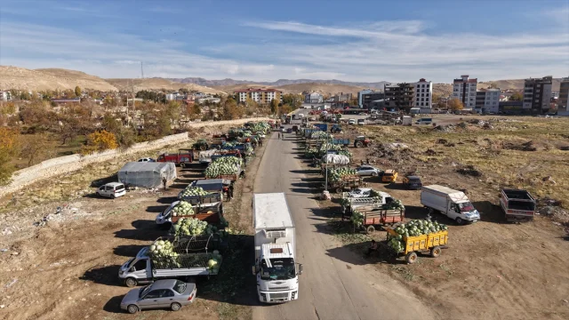 Ata tohumlu Erciş lahanasıyla rekor hasat dönemi