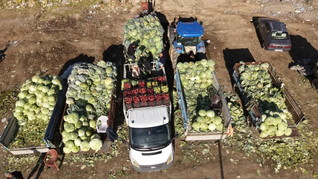 Ata tohumlu Erciş lahanasıyla rekor hasat dönemi