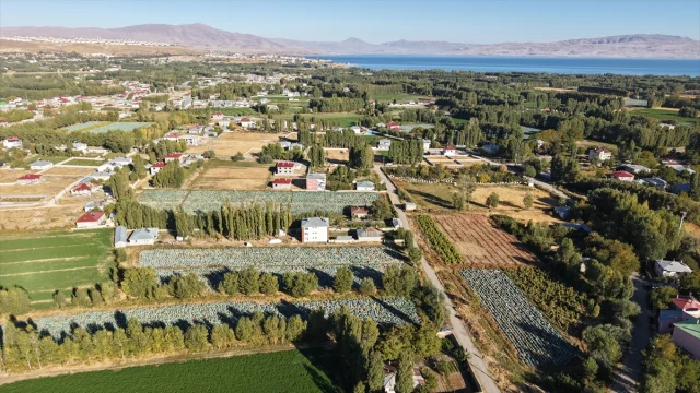 Ata tohumlu Erciş lahanasıyla rekor hasat dönemi
