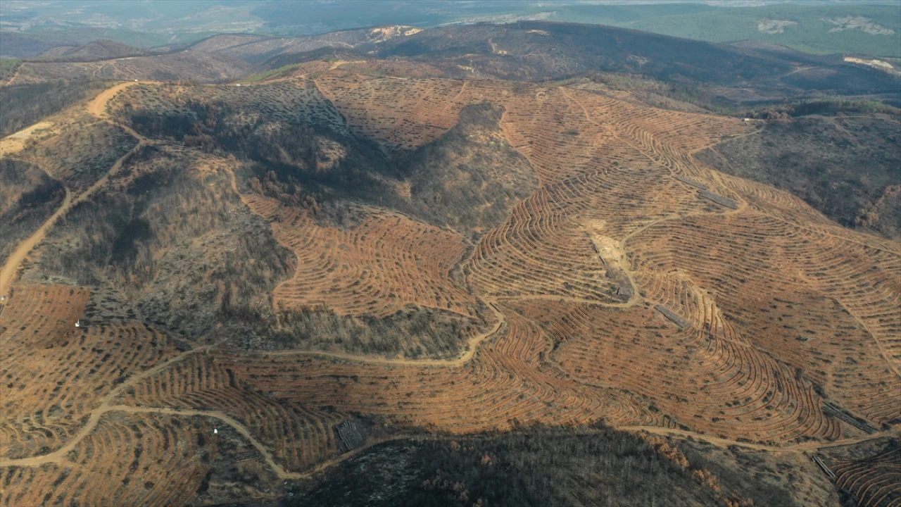 Bursa'da Orman Yangınlarının Yaraları Sarılıyor: 3 Milyon Fidan Toprakla Buluşacak