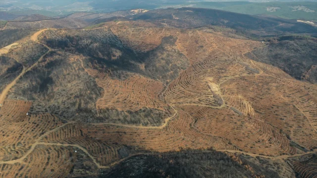 Bursa'da Orman Yangınlarının Yaraları Sarılıyor: 3 Milyon Fidan Toprakla Buluşacak