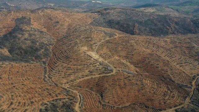 Bursa'da Orman Yangınlarının Yaraları Sarılıyor: 3 Milyon Fidan Toprakla Buluşacak