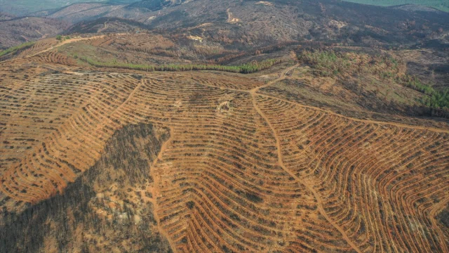Bursa'da Orman Yangınlarının Yaraları Sarılıyor: 3 Milyon Fidan Toprakla Buluşacak