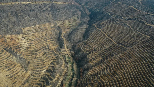 Bursa'da Orman Yangınlarının Yaraları Sarılıyor: 3 Milyon Fidan Toprakla Buluşacak