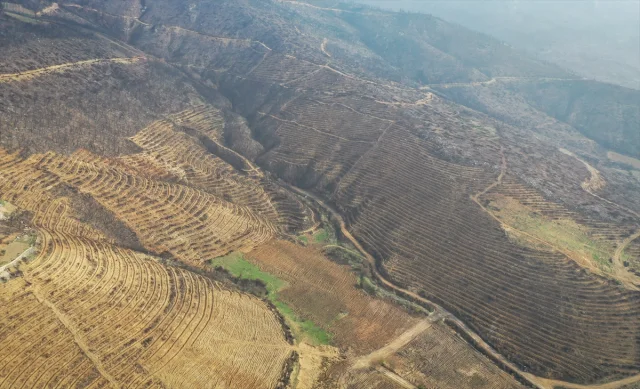 Bursa'da Orman Yangınlarının Yaraları Sarılıyor: 3 Milyon Fidan Toprakla Buluşacak