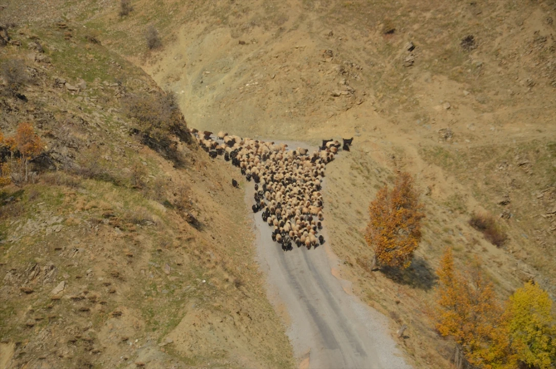 Muşlu Besicilerin Zorlu Yolculuğu Başladı