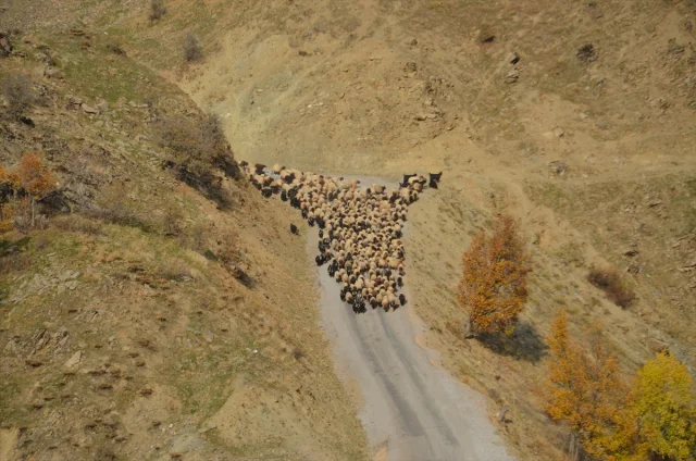 Muşlu Besicilerin Zorlu Yolculuğu Başladı