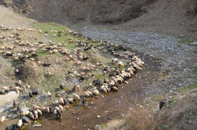 Muşlu Besicilerin Zorlu Yolculuğu Başladı