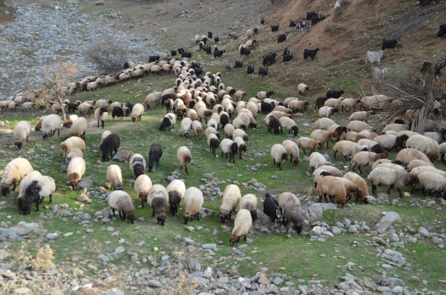 Muşlu Besicilerin Zorlu Yolculuğu Başladı