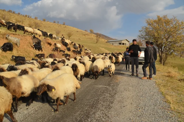 Muşlu Besicilerin Zorlu Yolculuğu Başladı